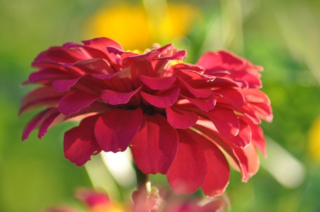 Free Flower Summer photo and picture