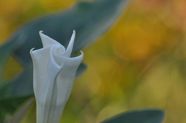 Free White Flower photo and picture