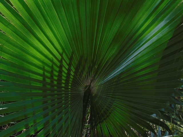 Palmboom, Boom, Natuur, Palma, Groente