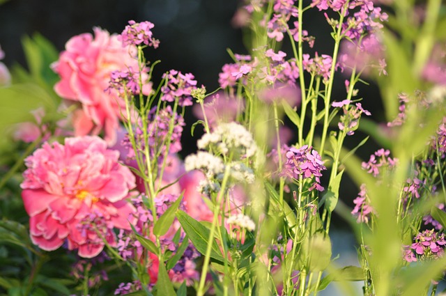 Free Colours Summer photo and picture