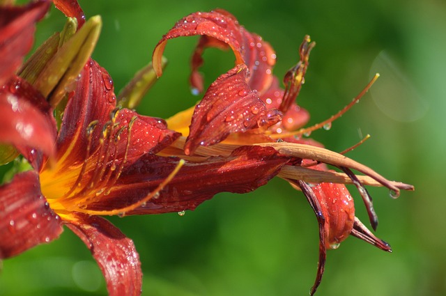 Free Floral Flower photo and picture