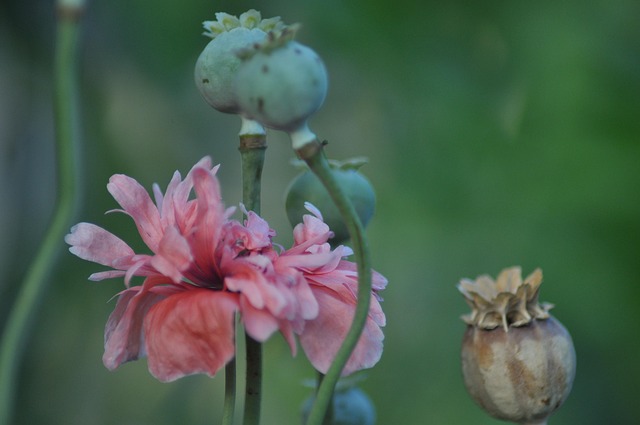 Free Flowers Seasons photo and picture
