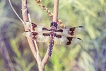 dragonfly, perch, dragon