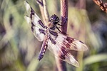 dragonfly, perch, dragon