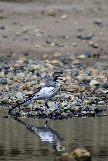 Tier Teich Kieselsteine Kostenloses Foto auf Pixabay
