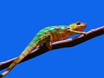 animal, chameleon, colorful