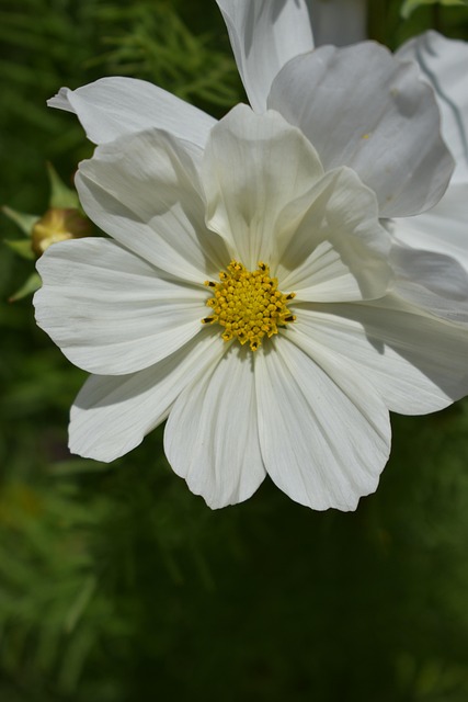 Free Flower Beautiful Flowers photo and picture
