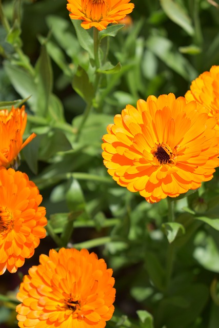 Free Flower Orange photo and picture
