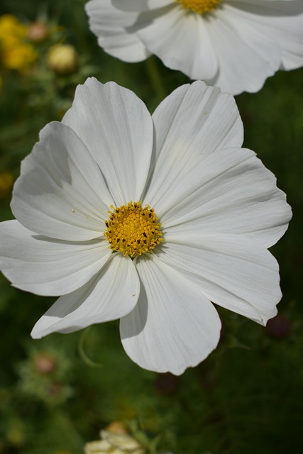 Free Flower Beautiful Flowers photo and picture