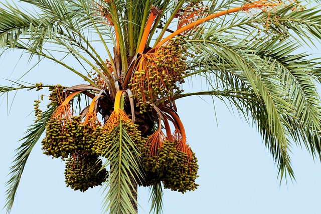 Free Mallorca Spain Palm photo and picture