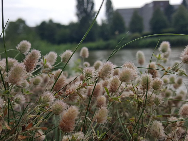 Mittellandkanal, Kanal, Hasenklee, Wiese