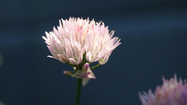 Floare, Floare Sălbatică, Flori Frumoase