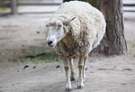 animal, sheepfold, sheep