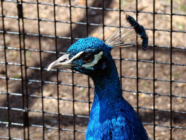Free Peacock Bird photo and picture