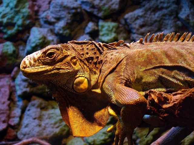 Free Lizard Saurian photo and picture