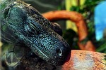 komodo dragon, komodo, dragon