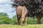 new forest pony, horse, wild