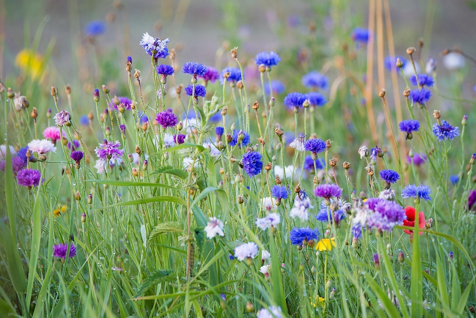 summer flowers flower free