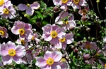 summer flower, flower garden, anemone