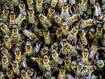 animal, insect, bee