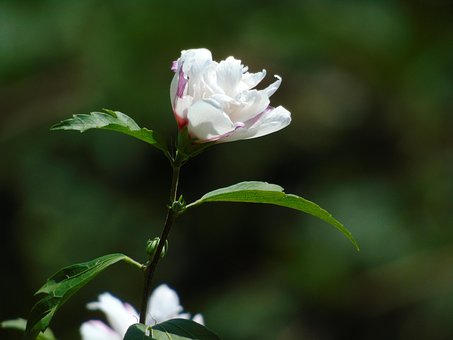 ดอกไม้สีขาว, สวย, ธรรมชาติ, สิว