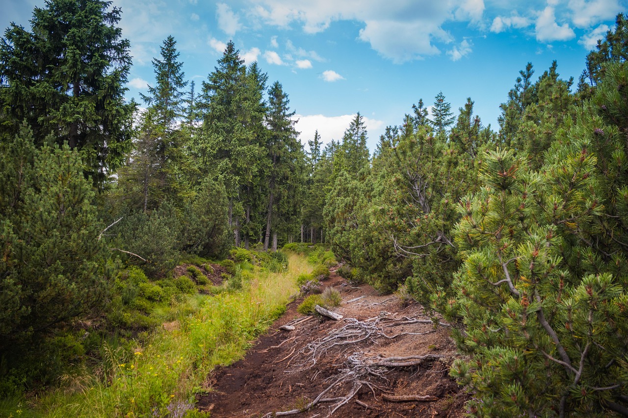 Peat Bog Roots Trail - Free photo on Pixabay - Pixabay