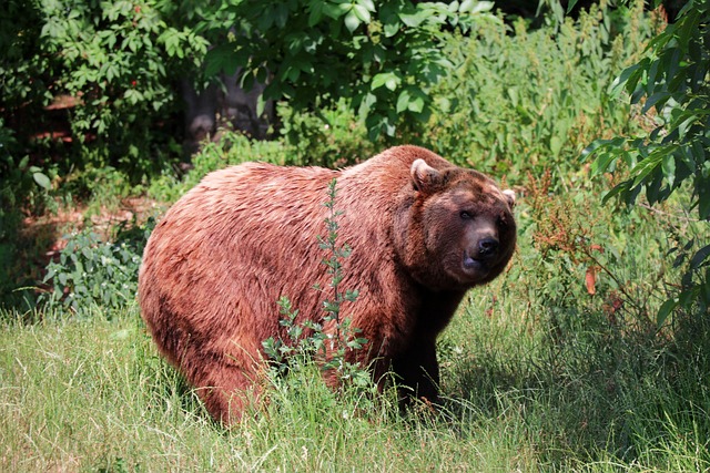 Bär, Natur, Braunbär, Bären