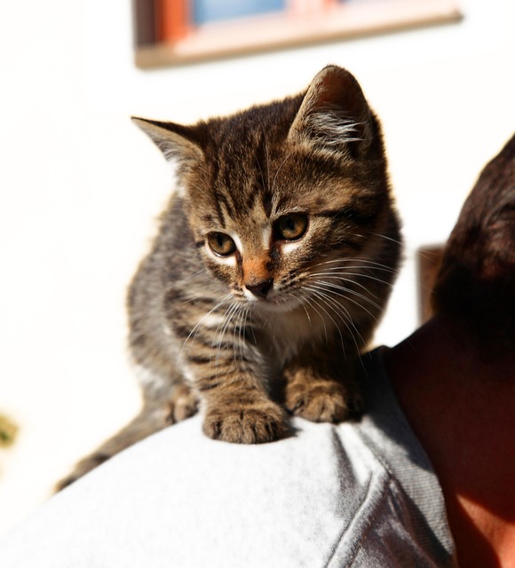Katze, Tiere, Junge Katze, Natur