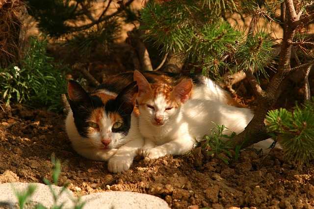 Katze, Haustier, Tier, Tiere