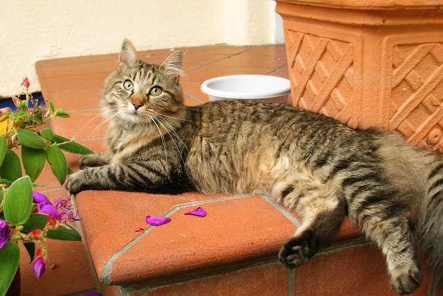 Katze, Kater, Mieze, Getigert, Tier