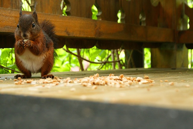 Eichhörnchen, Natur, Nagetier, Niedlich