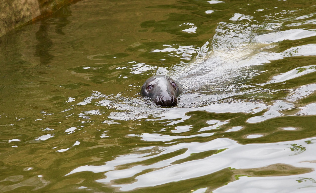 Zeehond Zwemmen Ongewervelde Gratis foto op Pixabay Pixabay