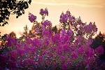 sunset, crape myrtle, crape