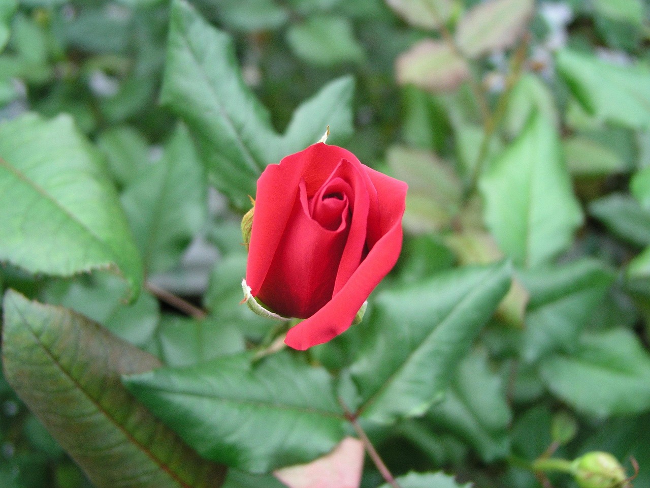 Fleurir Fleur Floral - Photo gratuite sur Pixabay - Pixabay