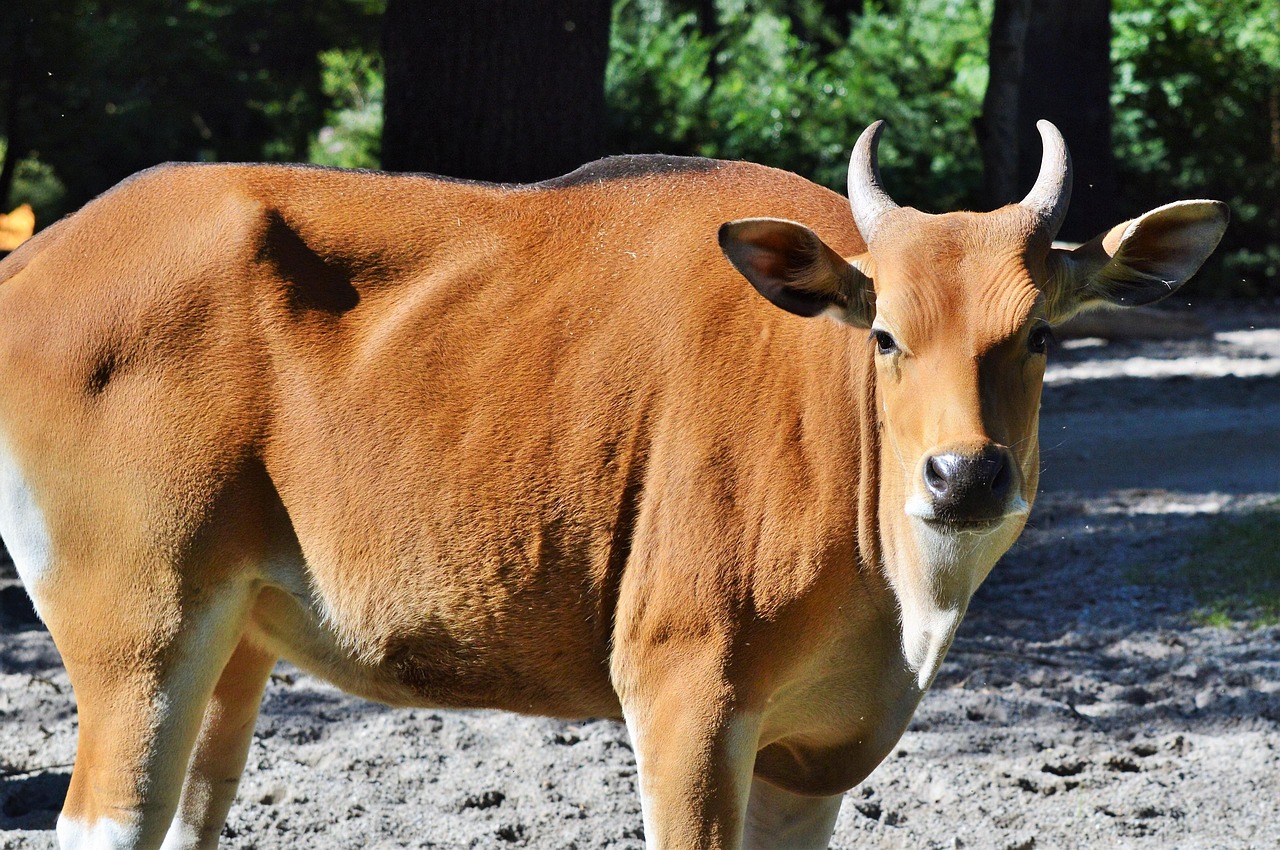 Cow Beef Animal Free Photo On Pixabay Pixabay cow-beef-animal-free-photo-on-pixabay-pixabay