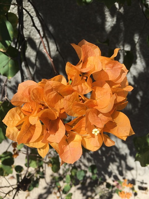Free Flower Gardening photo and picture