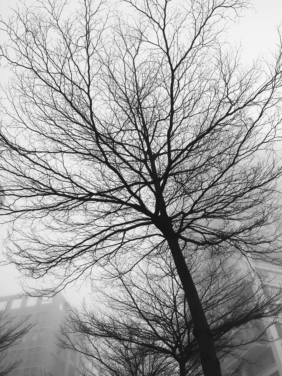 Black And White Trees Morning Free photo on Pixabay Pixabay