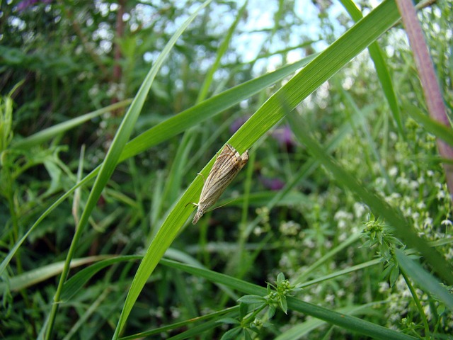 Free Grass Insect photo and picture