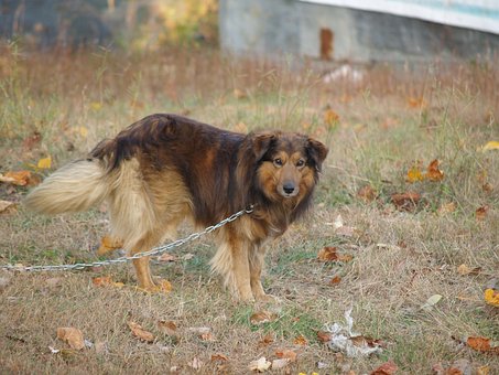 Free Collie Dog photo and picture