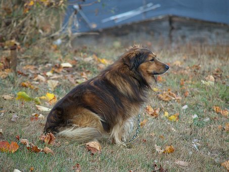 Free Collie Dog photo and picture