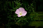 flowers, pink flowers, affix