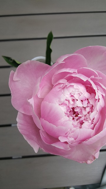 Blume, Blumen Hintergrund, Natur, Rose