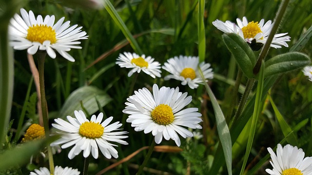 Wiese, Blumen Hintergrund, Gänseblümchen