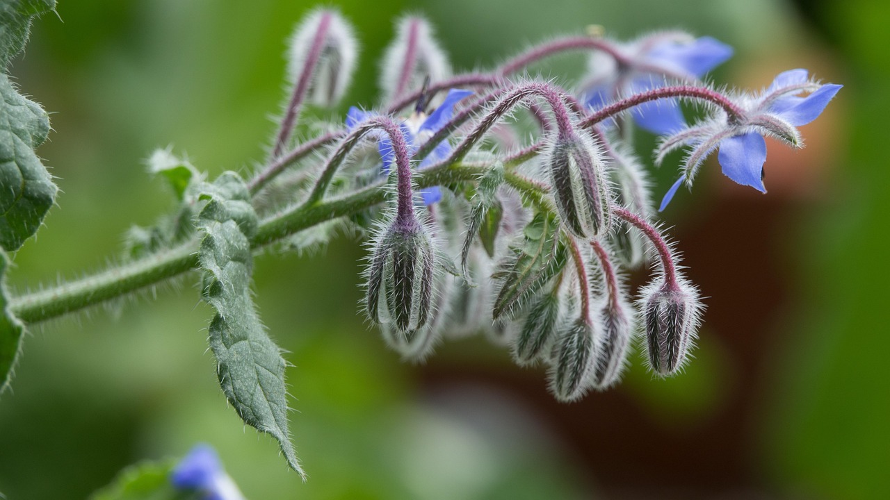 Borage - free online jigsaw puzzle photo