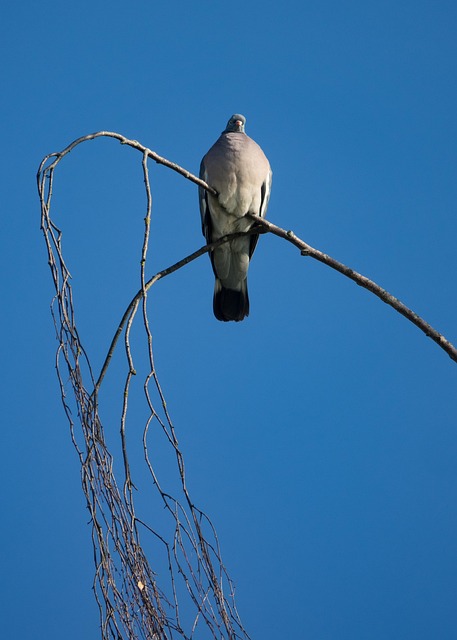 Porumbel, Pasăre, Natura, Aripă, Pană
