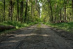 forest, lets go, way
