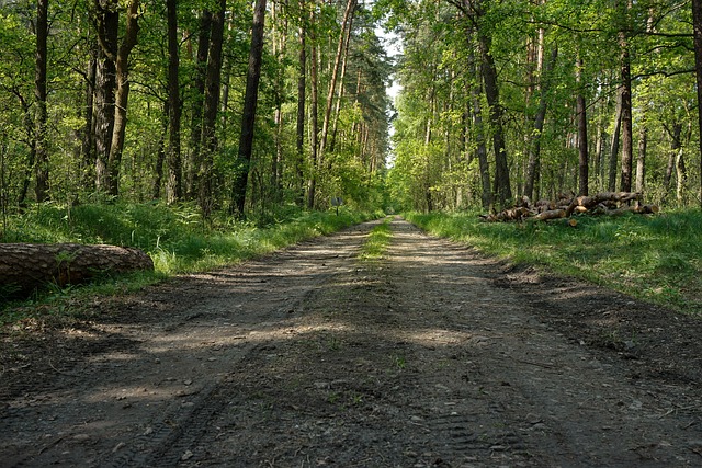 Free Forest Wilderness photo and picture