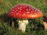 mushroom, poison, redcap