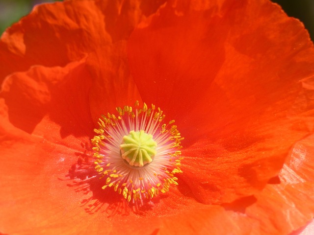 Free Poppy Nature photo and picture