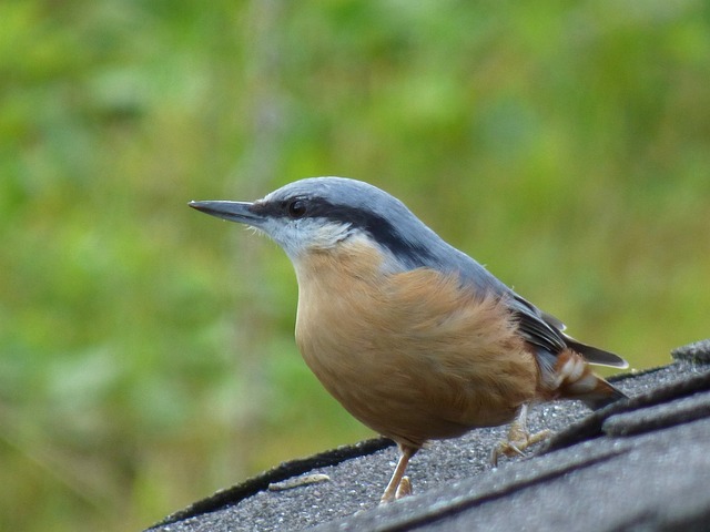 Free Bird Nuthatch photo and picture